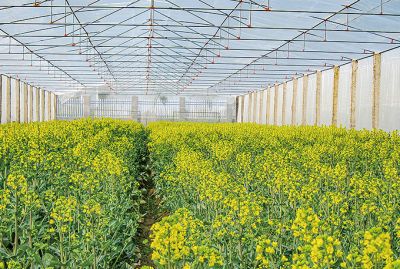 主要經(jīng)營(yíng)油菜與水稻種子，油菜品種有常油雜61，常油雜69，常油雜72號(hào)